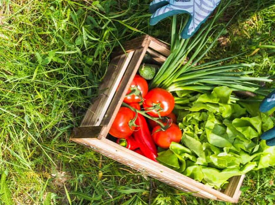 terrace vegetable garden ideas in India