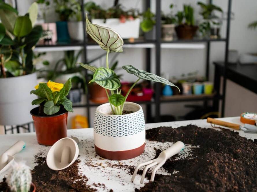 container gardening ideas for small spaces