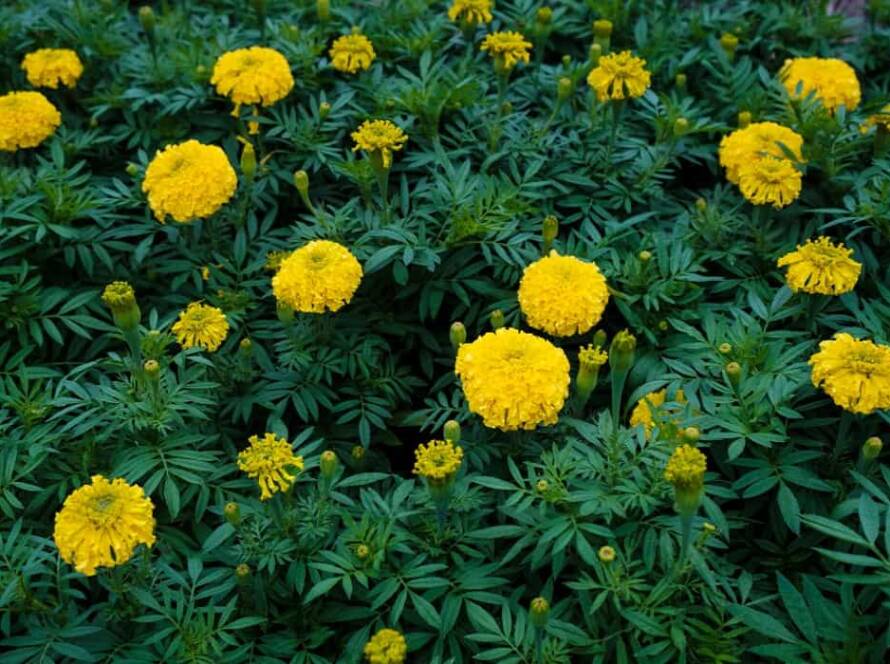 evergreen flowering plants in india