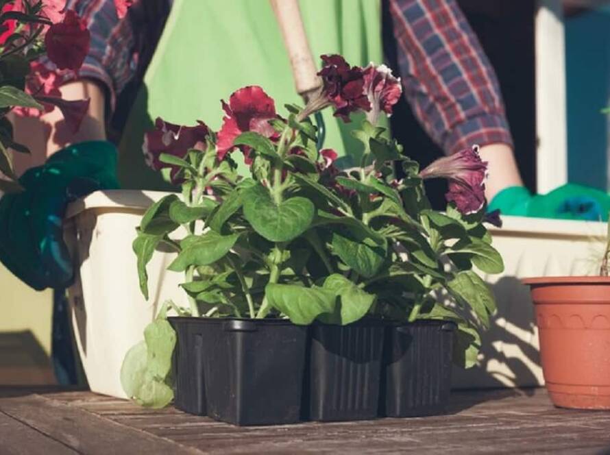 container gardening ideas for small spaces