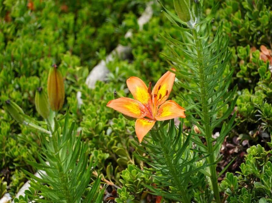 evergreen flowering plants in india