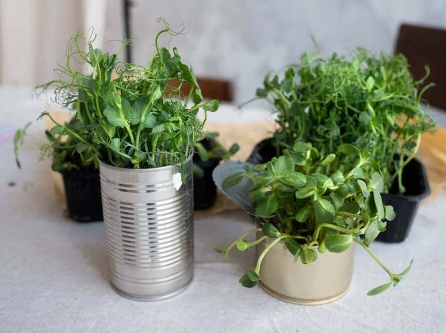 plants for kitchen garden in india