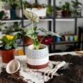 Container Gardening Ideas for Small Spaces to Create a Green Corner