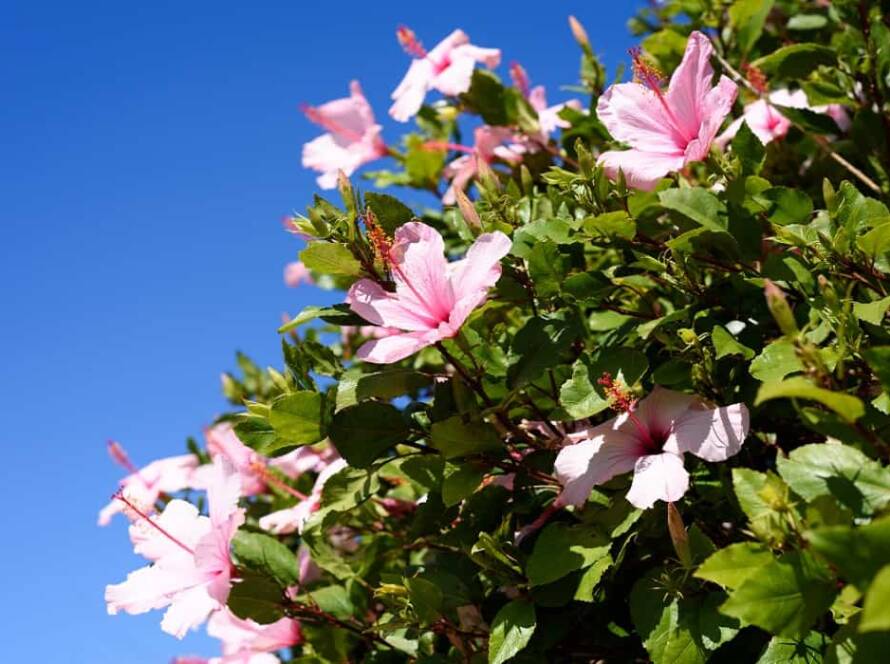 evergreen flowering plants in india