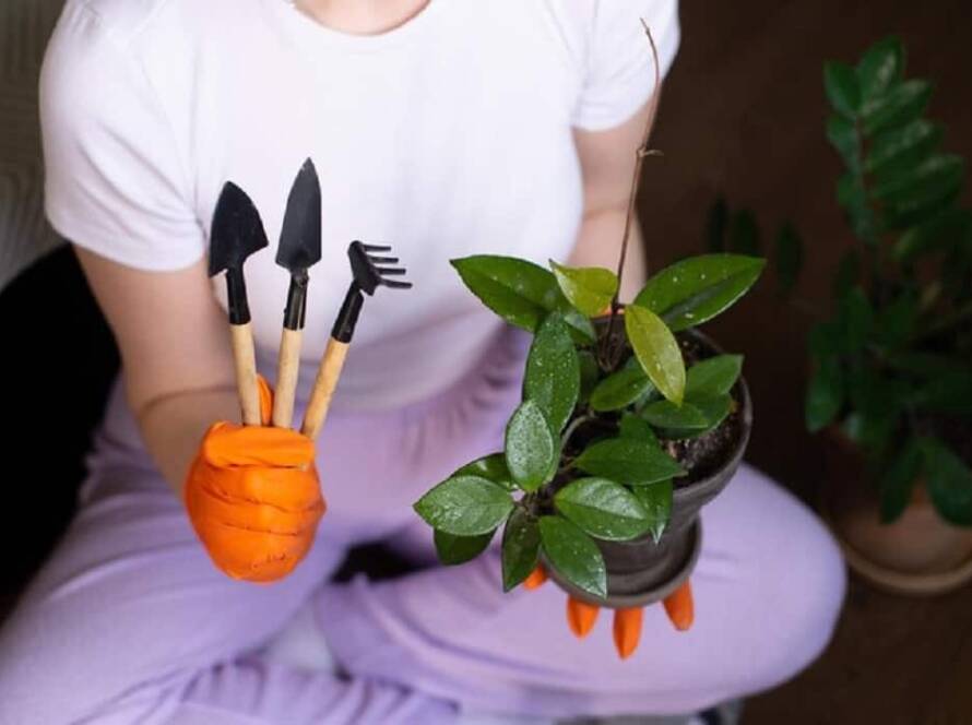 home gardening tips for beginners