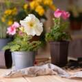 Colorful Easy Flowers to Grow in Pots in India Today