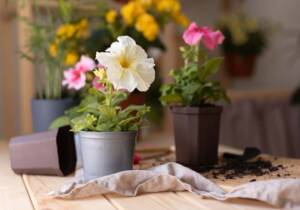 Blog 12 easy flowers to grow in pots in india