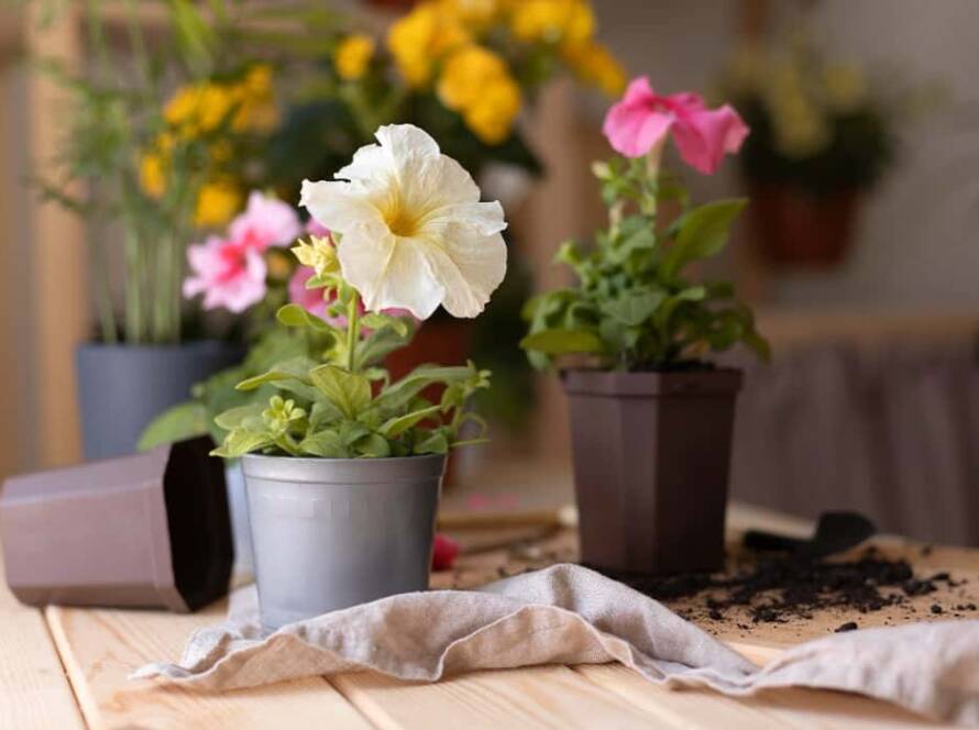 easy flowers to grow in pots in india