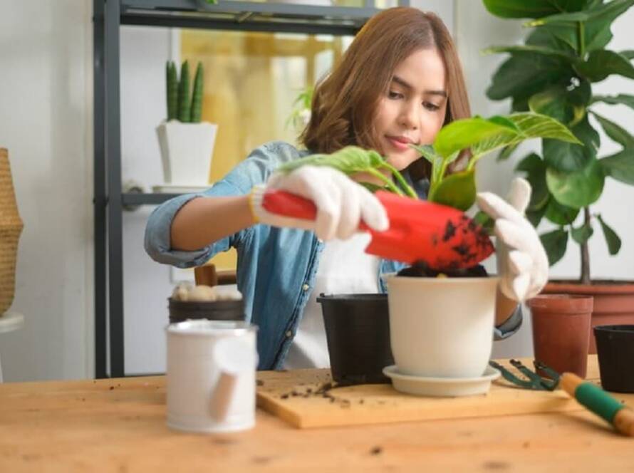 gardening for beginners india