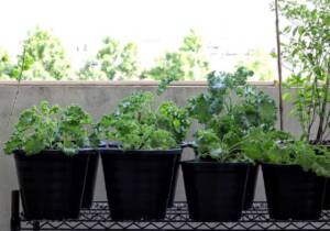 container gardening ideas for small spaces