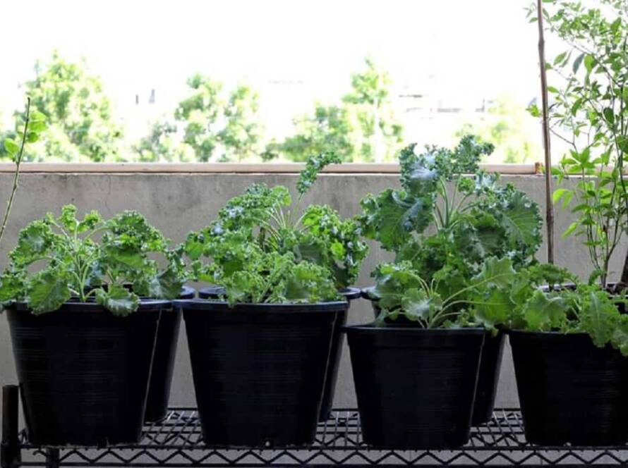 container gardening ideas for small spaces