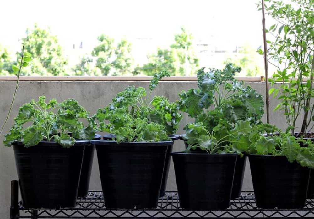 container gardening ideas for small spaces