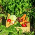 Fastest Growing Vegetables at Home in India for a Productive Garden