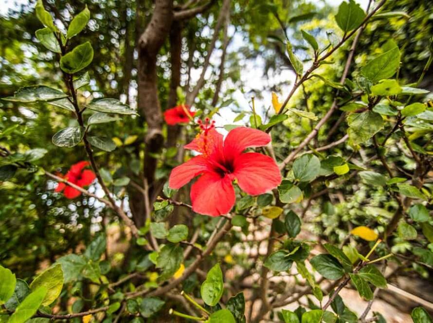 evergreen flowering plants in india