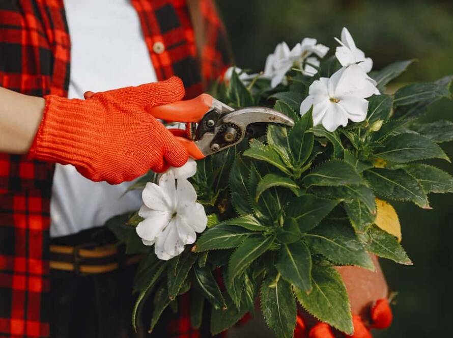 flower gardening ideas in jaipur