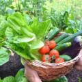 Best Organic Vegetables to Grow at Home in India