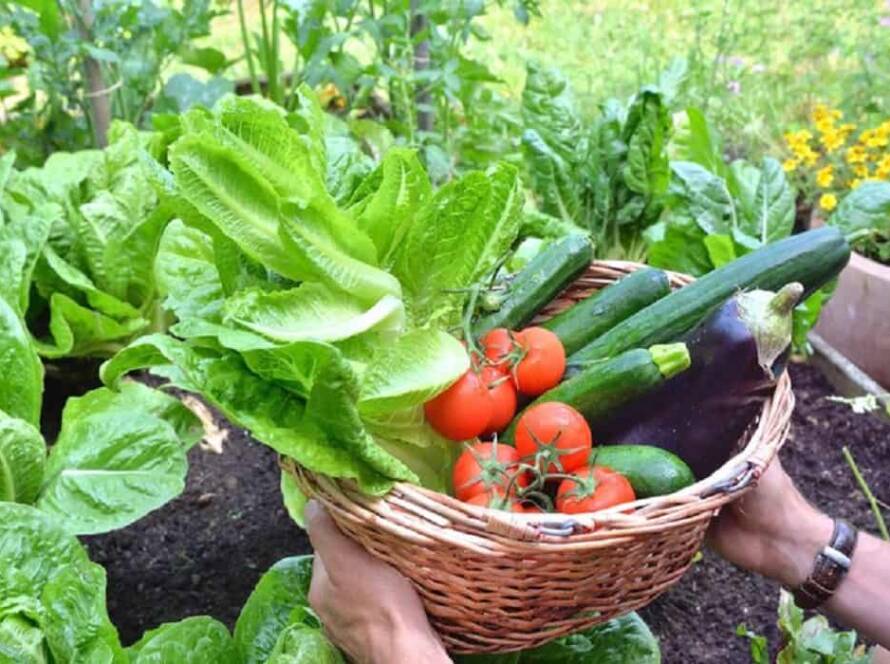 vegetable garden plants