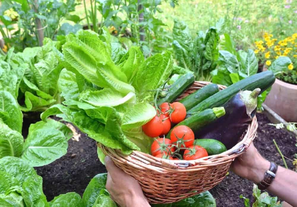 vegetable garden plants