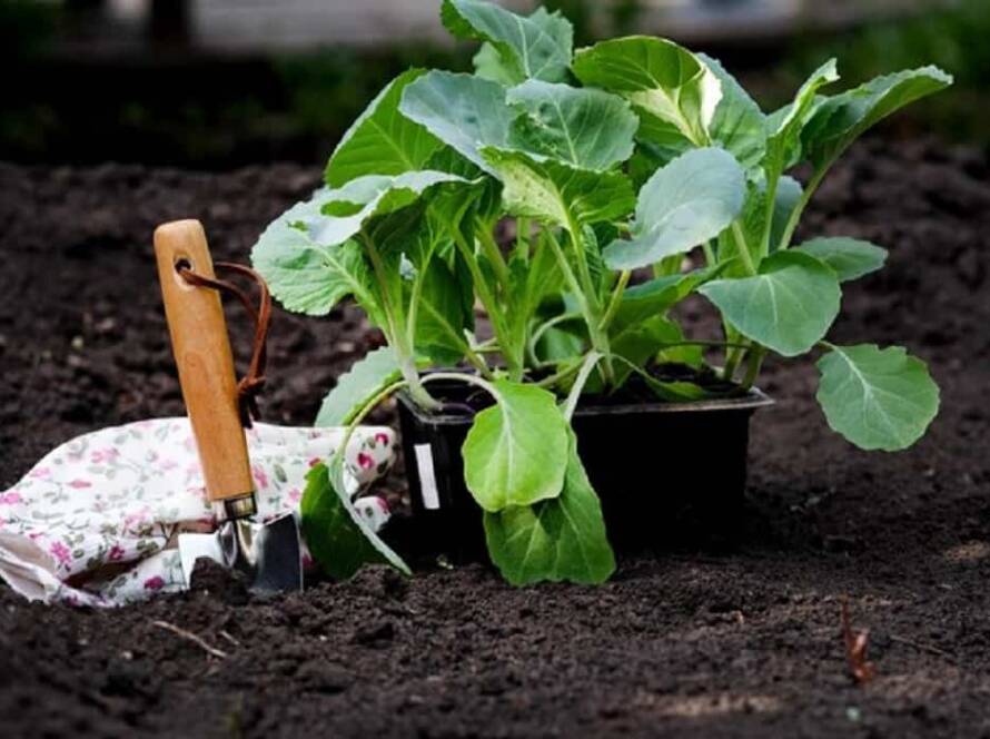 vegetable garden plants
