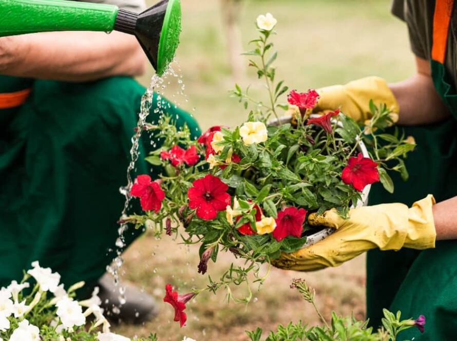 evergreen flowering plants in india