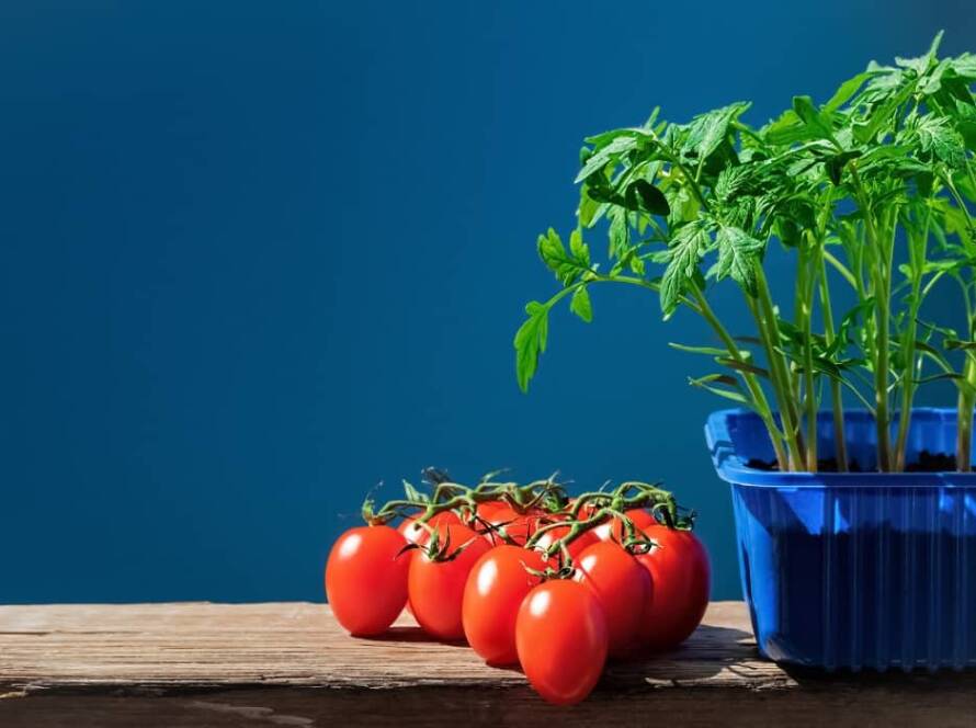 kitchen garden at home