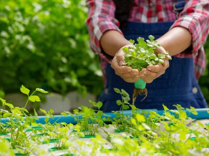 vegetable garden plants