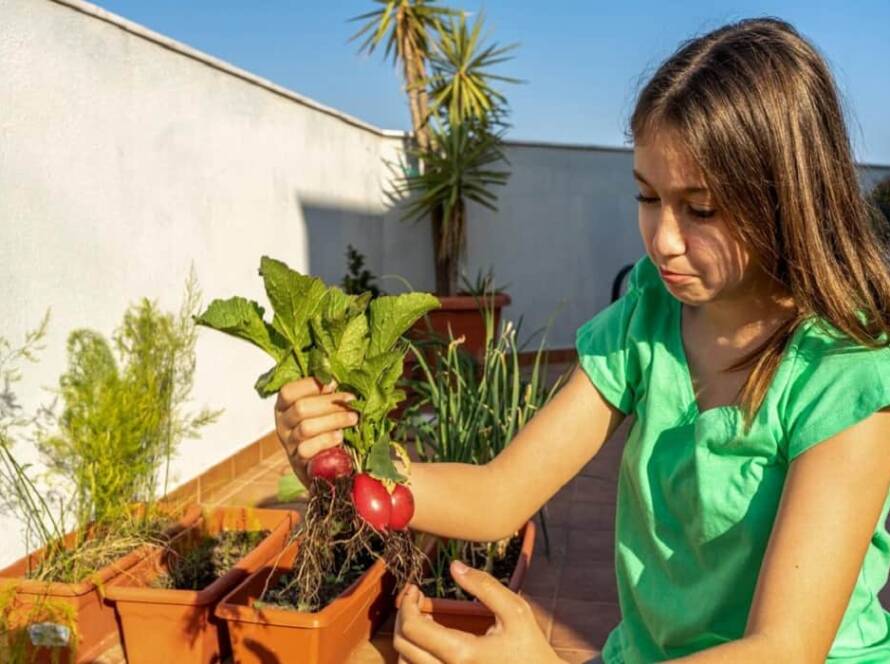 easy to grow vegetables at home india