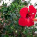 Popular Evergreen Flowering Plants in India for Outdoor Spaces