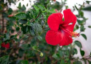 Blog 8 evergreen flowering plants in india