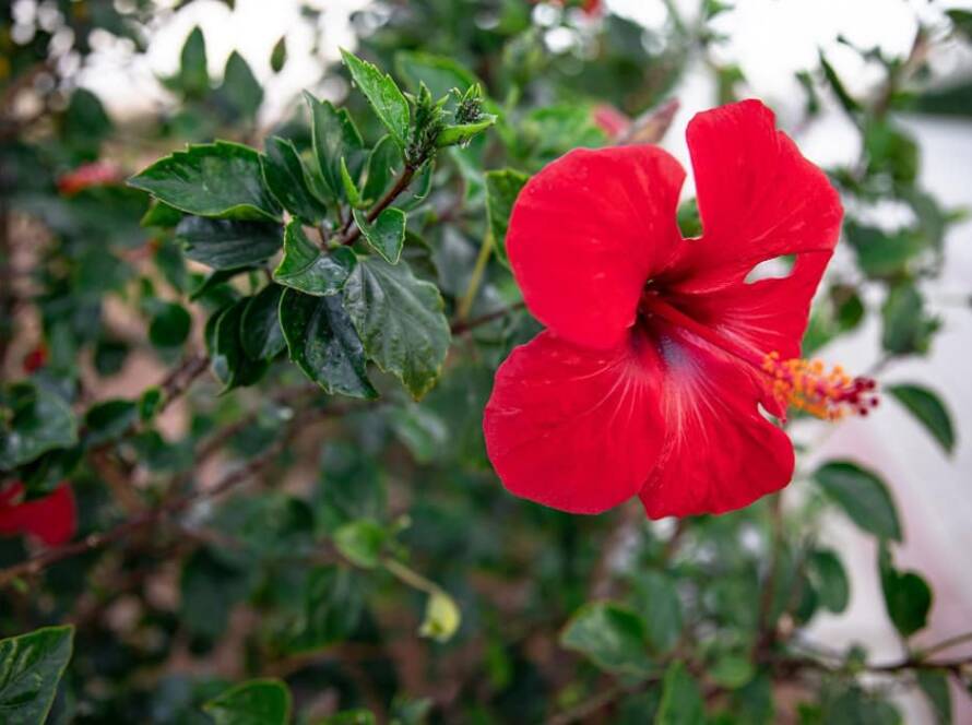 evergreen flowering plants in india