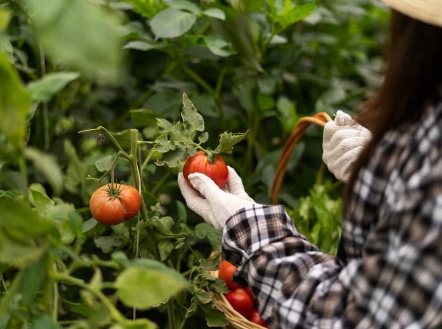 easy to grow vegetables at home india