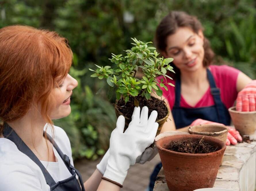 Seasonal Outdoor Plants