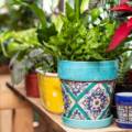 Indoor Gardening Tips in Jaipur for Busy Working Professionals