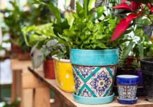Blog 4 indoor gardening tips in jaipur