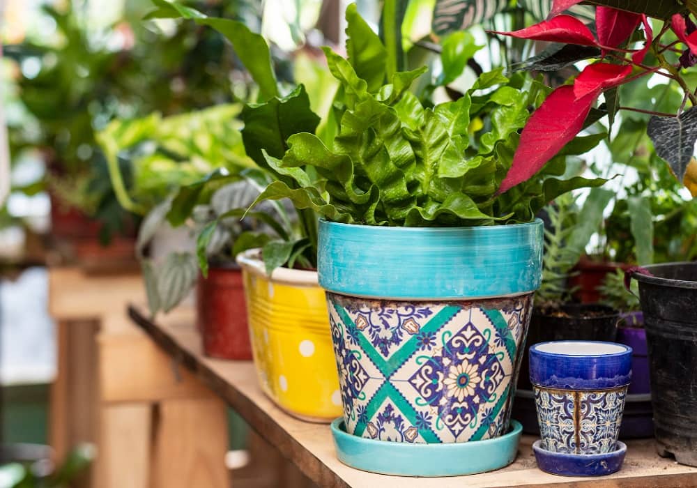 container gardening ideas for small spaces