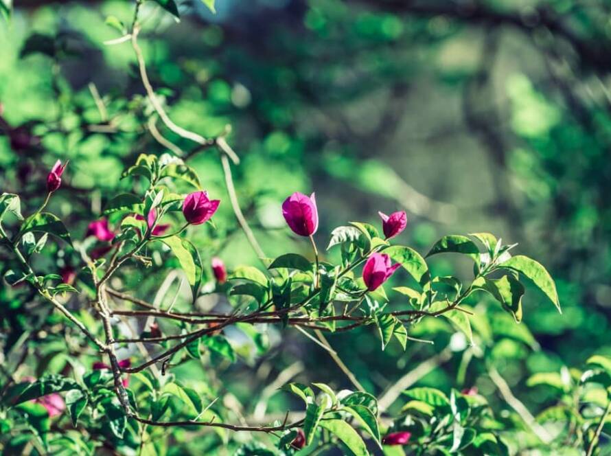 evergreen flowering plants in india