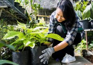 Blog 1 home gardening tips for beginners