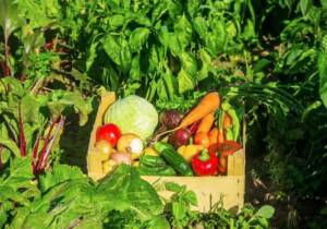 Blog 5 kitchen garden vegetables in india