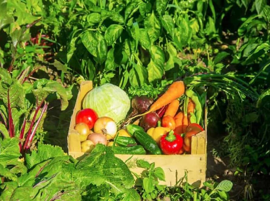 fastest growing vegetables at home in india