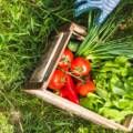 Grow Fresh Food Faster with These Vegetables at Home in India