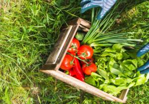 Blog 1 fastest growing vegetables at home in india