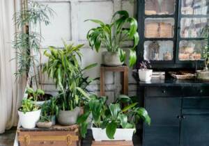 tips for indoor gardening in rajasthan