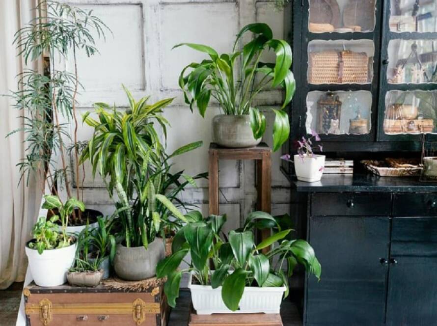 tips for indoor gardening in rajasthan