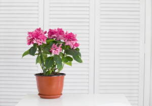 evergreen flowering plants in india