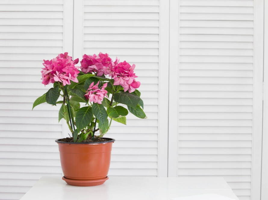 evergreen flowering plants in india