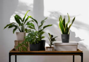 best indoor plants