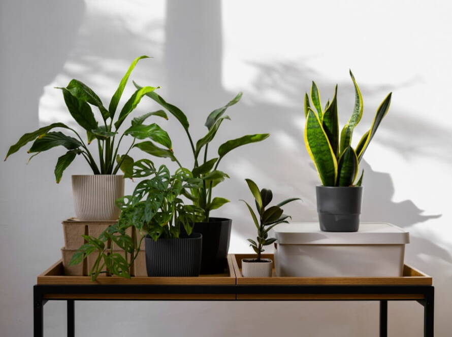 best indoor plants