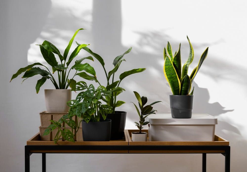 best indoor plants