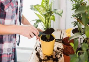plants for kitchen garden in india