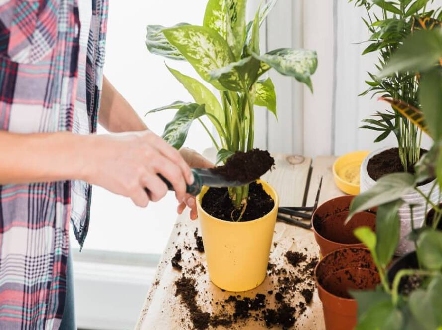 plants for kitchen garden in india